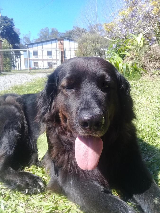 Willa Loft No Campo Proximo Ao Vale Dos Vinhedos Garibaldi Zewnętrze zdjęcie
